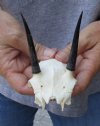 Steenbok Skull plate and Horns measuring 3 inches long - You are buying the Steenbok skull and horns pictured for $40.00