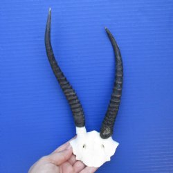 Female Springbok Skull Plate with 7" to 8" Horns - $40