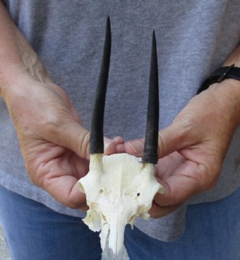 Steenbok Skull plate and Horns measuring 4 inches long for $40.00