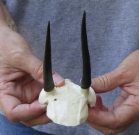 Steenbok Skull plate and Horns measuring 4 inches long for $40.00