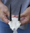 Steenbok Skull plate and Horns measuring 3-1/2 inches long - You are buying the Steenbok skull and horns pictured for $40.00