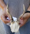 Roe Deer Skull plate and horns 5 inches tall and 5 inches wide - review photos  (You are buying the skull plate and horns shown) for $40