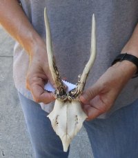 Roe Deer Skull plate and horns 6 inches tall and 4 inches wide - review photos  (You are buying the skull plate and horns shown) for $40