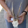 Roe Deer Skull plate and horns 7 inches tall and 3-1/2 inches wide - review photos  (You are buying the skull plate and horns shown) for $40