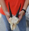 #2 Grade Common Reedbuck skull with 6 inch horns for Cabin Decor - You are buying the skull and horns shown for $50 (broke nose)