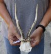 Roe Deer Skull plate and horns 8 inches tall and 5 inches wide - review photos  (You are buying the skull plate and horns shown) for $40 (number imprinted on skull plate)
