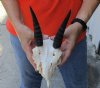 #2 Grade Common Reedbuck skull with 7 inch horns for Cabin Decor - You are buying the skull and horns shown for $50 (damaged skull and missing teeth)