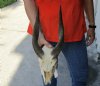 #2 grade Bushbuck Skull and Horns 12 inches - Review all photos. You are buying the skull and horns shown for $60.00 (damaged nose and excess glue on skull)