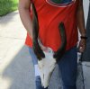 #2 grade Bushbuck Skull and Horns 9 and 13 inches - Review all photos. You are buying the skull and horns shown for $60.00 (damaged nose and back of skull damage)