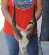 #2 grade Bushbuck Skull and Horns 13 inches - Review all photos. You are buying the skull and horns shown for $60.00 (damaged nose, missing teeth and hole in horn)