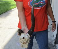 #2 grade Bushbuck Skull and Horns 13 and 14 inches - Review all photos. You are buying the skull and horns shown for $60.00 (damaged nose, missing teeth and broken and damaged horn)