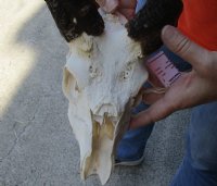 #2 grade Bushbuck Skull and Horns 13 and 14 inches - Review all photos. You are buying the skull and horns shown for $60.00 (damaged nose, missing teeth and broken and damaged horn)