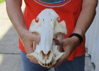 13 inch African Bush Pig Skull, Potamochoerus larvatus for $81.00 