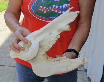 13 inch African Bush Pig Skull, Potamochoerus larvatus for $81.00 