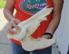 13 inch African Bush Pig Skull, Potamochoerus larvatus - you are buying the one pictured for $115.00 