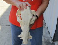 13 inch African Bush Pig Skull, Potamochoerus larvatus for $81.00 