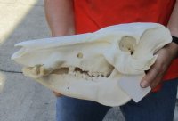 13 inch African Bush Pig Skull, Potamochoerus larvatus for $81.00 