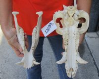 13 inch African Bush Pig Skull, Potamochoerus larvatus for $81.00 