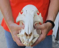 13-1/2 inch African Bush Pig Skull, Potamochoerus larvatus for $115.00 