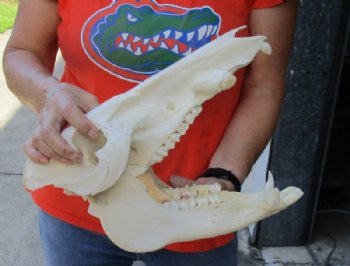 13-1/2 inch African Bush Pig Skull, Potamochoerus larvatus for $81.00 