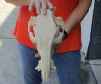 13-1/2 inch African Bush Pig Skull, Potamochoerus larvatus for $81.00 