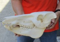 13-1/2 inch African Bush Pig Skull, Potamochoerus larvatus for $81.00 