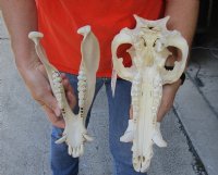 13-1/2 inch African Bush Pig Skull, Potamochoerus larvatus for $81.00 