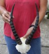 12 inch Female Blesbok Horns on Skull Plate - You are buying the horns and skull plate shown for $30.00 (Hole in skull plate)