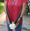 12 inch Female Blesbok Horns on Skull Plate - You are buying the horns and skull plate shown for $35.00 (Damage to back of skull plate)