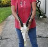 Female Blesbok Skull with 13 inch Horns and skull measuring approximately 11 inches - You are buying the skull and horns shown for $75 (Missing a few teeth)