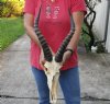 #2 Grade male Blesbok Skull with 16 inch Horns and skull measuring approximately 11 inches - You are buying the skull and horns shown for $59 (Damaged nose and side and back of skull)