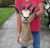 African Springbok Shoulder Mount with 10-11 inch Horns - You are buying the animal mount shown for $350.00 (Signature Required)
