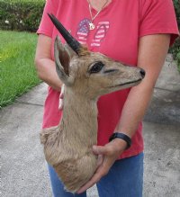Real African Grey Duiker Shoulder mount (Sylvicapra grimmia) 18 inches tall for $325.00 (Signature Required)