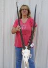 Gemsbok Skull with 36 inch horns - Review all photos. You are buying the one shown for $145 (Putty and cracked horn)