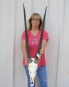 Gemsbok Skull with 32 and 33 inch horns - Review all photos. You are buying the one shown for $135 (Hole and putty)