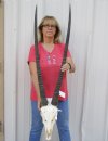 Gemsbok Skull with 36 inch horns - Review all photos. You are buying the one shown for $150 (Putty, missing teeth and damage to back of skull)