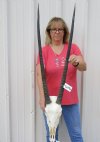 Gemsbok Skull with 34 inch horns - Review all photos. You are buying the one shown for $150 (Putty and rough)