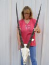 Gemsbok Skull with 34 inch horns - Review all photos. You are buying the one shown for $135 (Putty and minor damage to skull and horn)