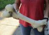 20-1/2 inch Giraffe Femur Bone from upper leg - You are buying the giraffe bone shown for $50