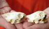 Two Red Eared Slider Turtle Skulls, 1-7/8 and 2 inch long (You are buying the skulls shown) $28/lot 