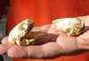 Two Red Eared Slider Turtle Skulls, 1-7/8 inch long (You are buying the skulls shown) $28/lot 