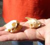 Two Red-Eared Slider Turtle Skulls, both 1-7/8 inches long (You are buying the skulls shown) $28/lot 