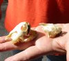 Two Red-Eared Slider Turtle Skulls, 1-7/8 and 2-1/8 inches long (You are buying the skulls shown) $28/lot 
