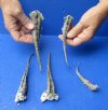 5 piece lot of Common Snapper Turtle tails 4 to 7 inches, cured in borax  - You are buying the turtle tails pictured for $15/lot (These tails have a strong odor)