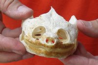 Common North American Snapping Turtle Skull 4 inches (You are buying the skull shown) for $48