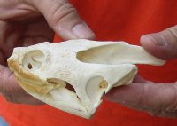 Common North American Snapping Turtle Skull 4 inches (You are buying the skull shown) for $48