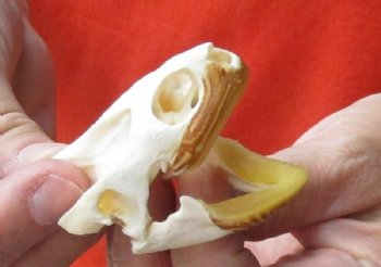 Huge Map Turtle Skull 2-1/2 inches for $34
