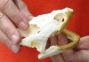 Common North American Snapping Turtle Skull 4-1/2 inches (You are buying the skull shown) for $48