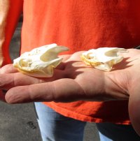 Two Common North American Snapping Turtle Skulls 2 and 2-1/4 inches long and 1-1/4 inch wide for $50.00