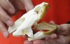 Common North American Snapping Turtle Skull 4-1/4 inches (You are buying the skull shown) for $48